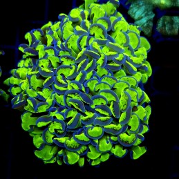 CC239 - Euphyllia paraancora