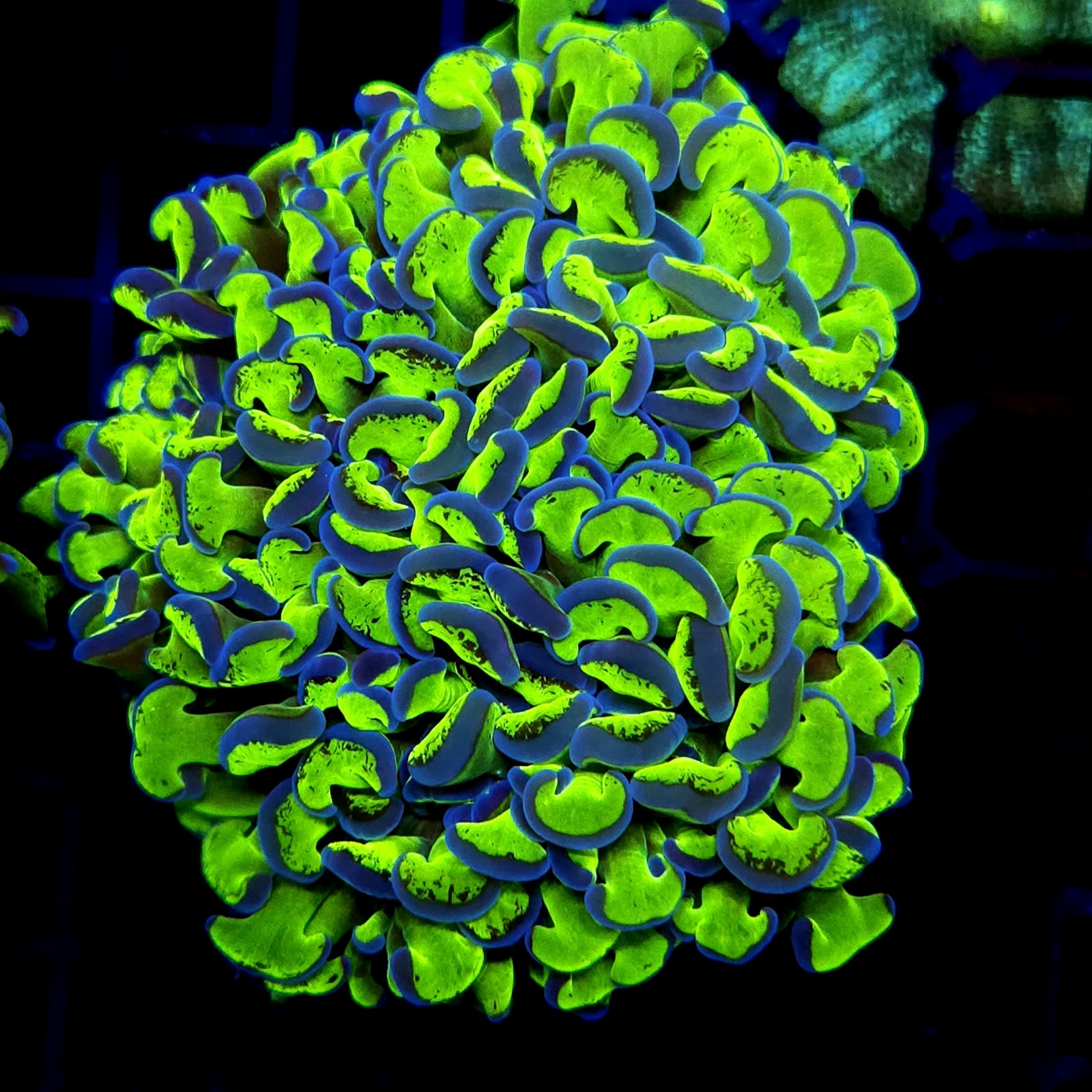 CC239 - Euphyllia paraancora