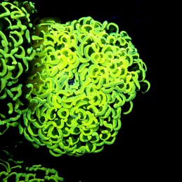 CC240 - Euphyllia paraancora