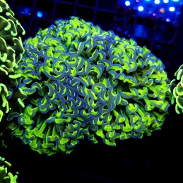 CC241 - Euphyllia paraancora