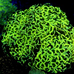 CC242 - Euphyllia paraancora