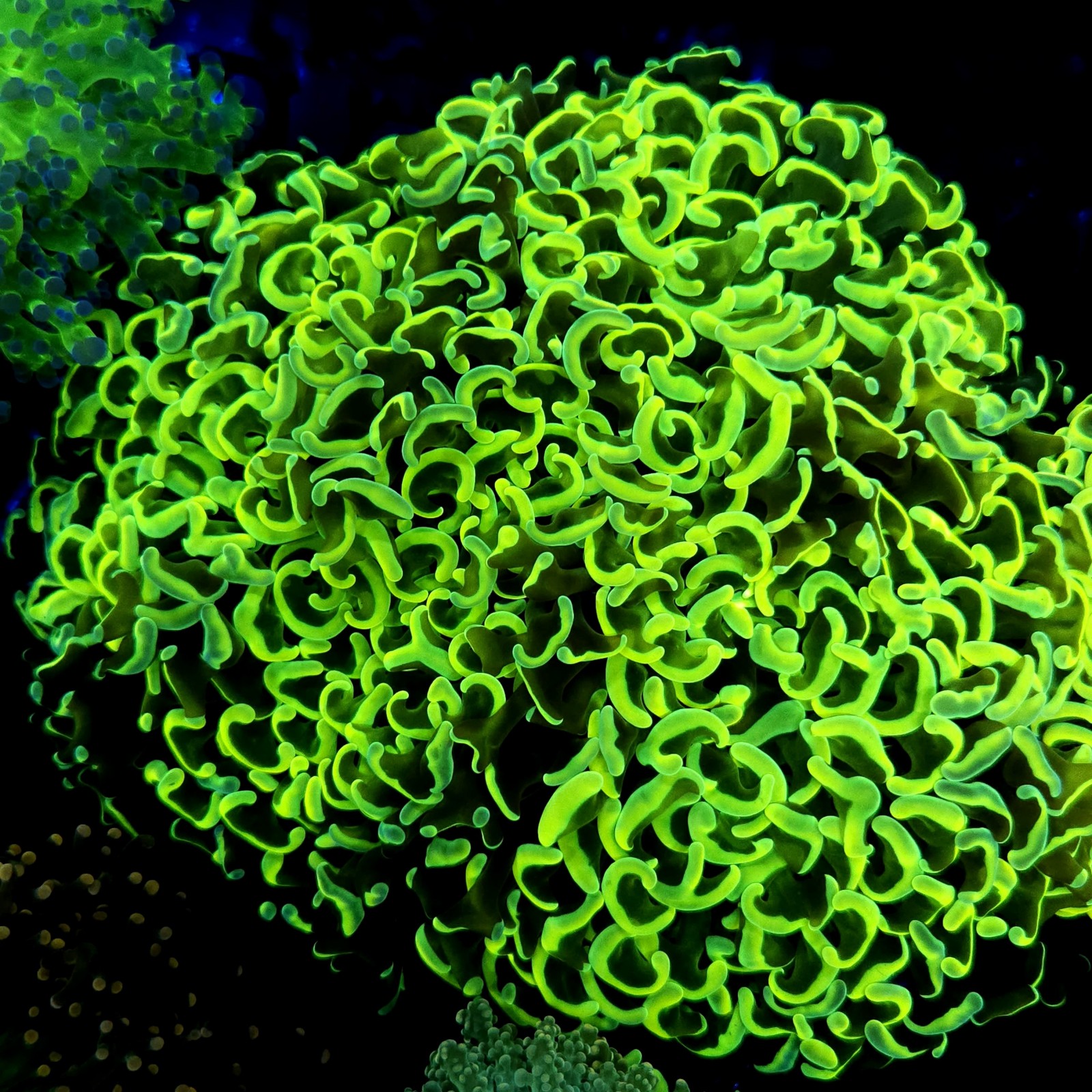 CC242 - Euphyllia paraancora