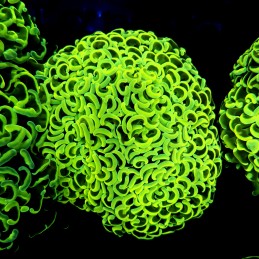 CC243 - Euphyllia paraancora