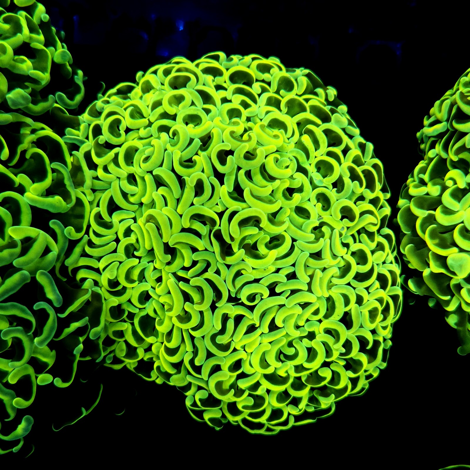 CC243 - Euphyllia paraancora