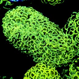 CC244 - Euphyllia paraancora