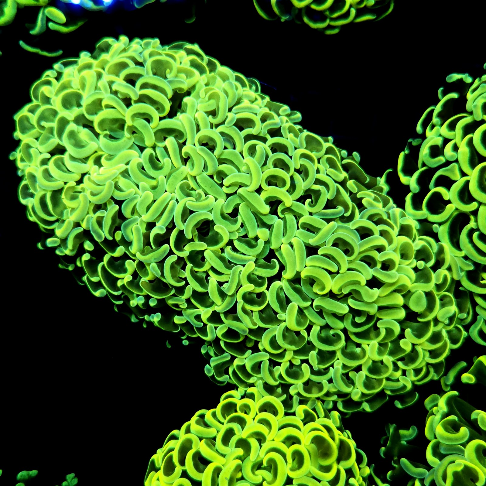 CC244 - Euphyllia paraancora