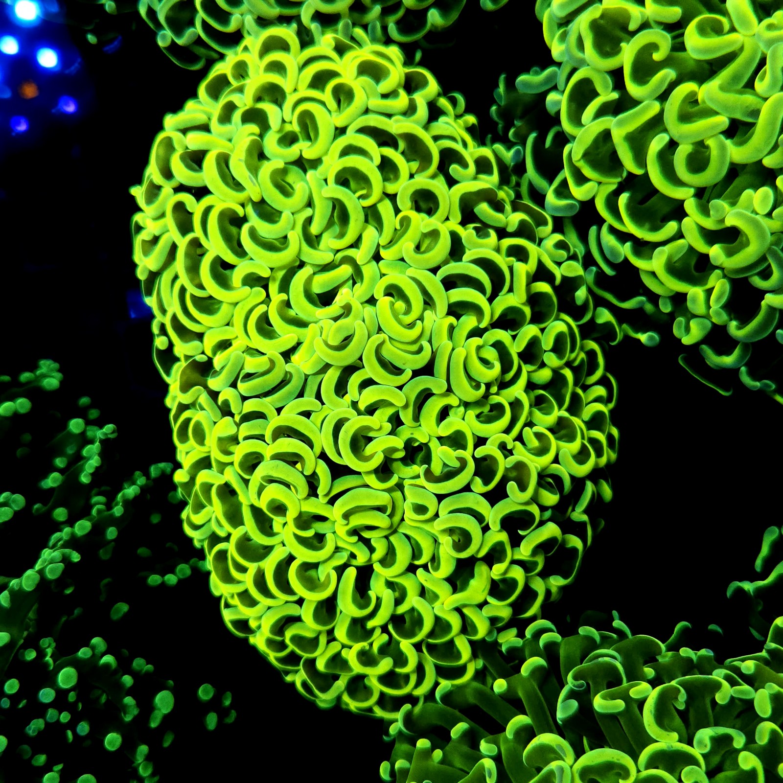 CC245 - Euphyllia paraancora
