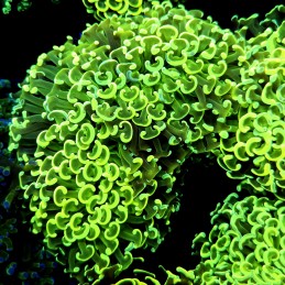 CC246 - Euphyllia paraancora