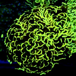 CC247 - Euphyllia paraancora