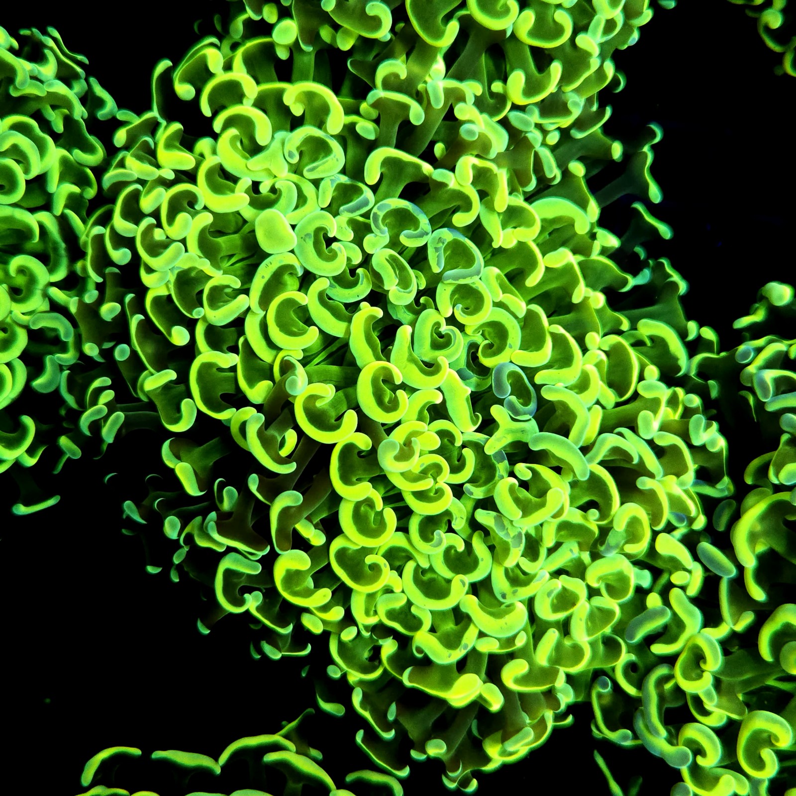 CC249 - Euphyllia paraancora