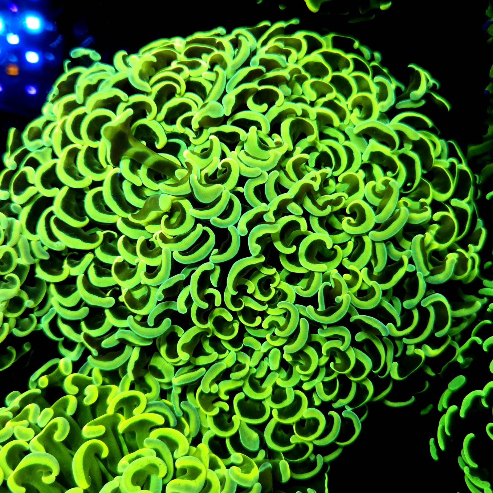 CC251 - Euphyllia paraancora