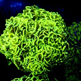CC252 - Euphyllia paraancora