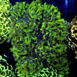 CC253 - Euphyllia paraancora