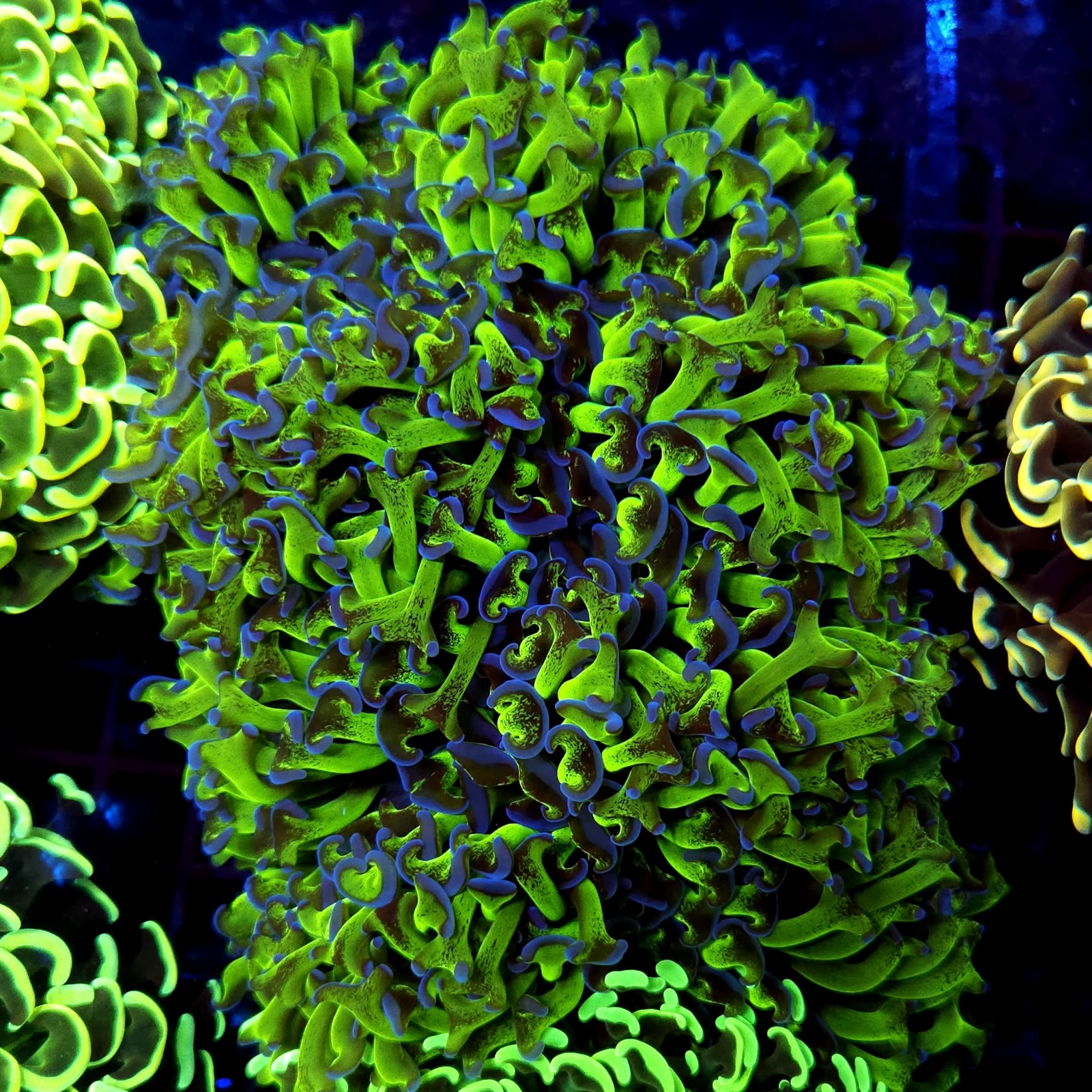 CC253 - Euphyllia paraancora