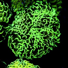 CC254 - Euphyllia paraancora