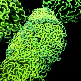 CC255 - Euphyllia paraancora