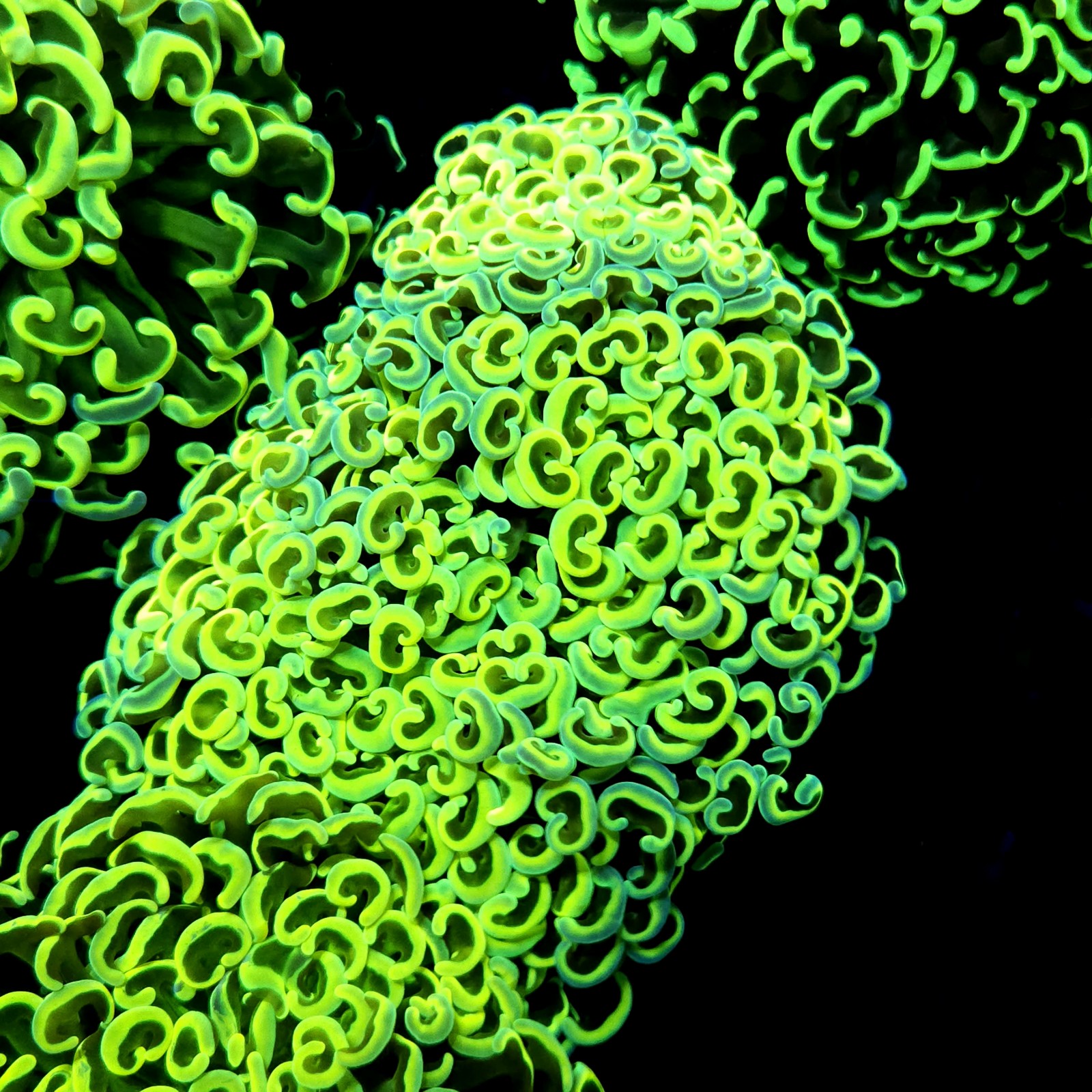 CC255 - Euphyllia paraancora