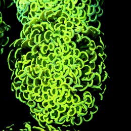 CC256 - Euphyllia paraancora