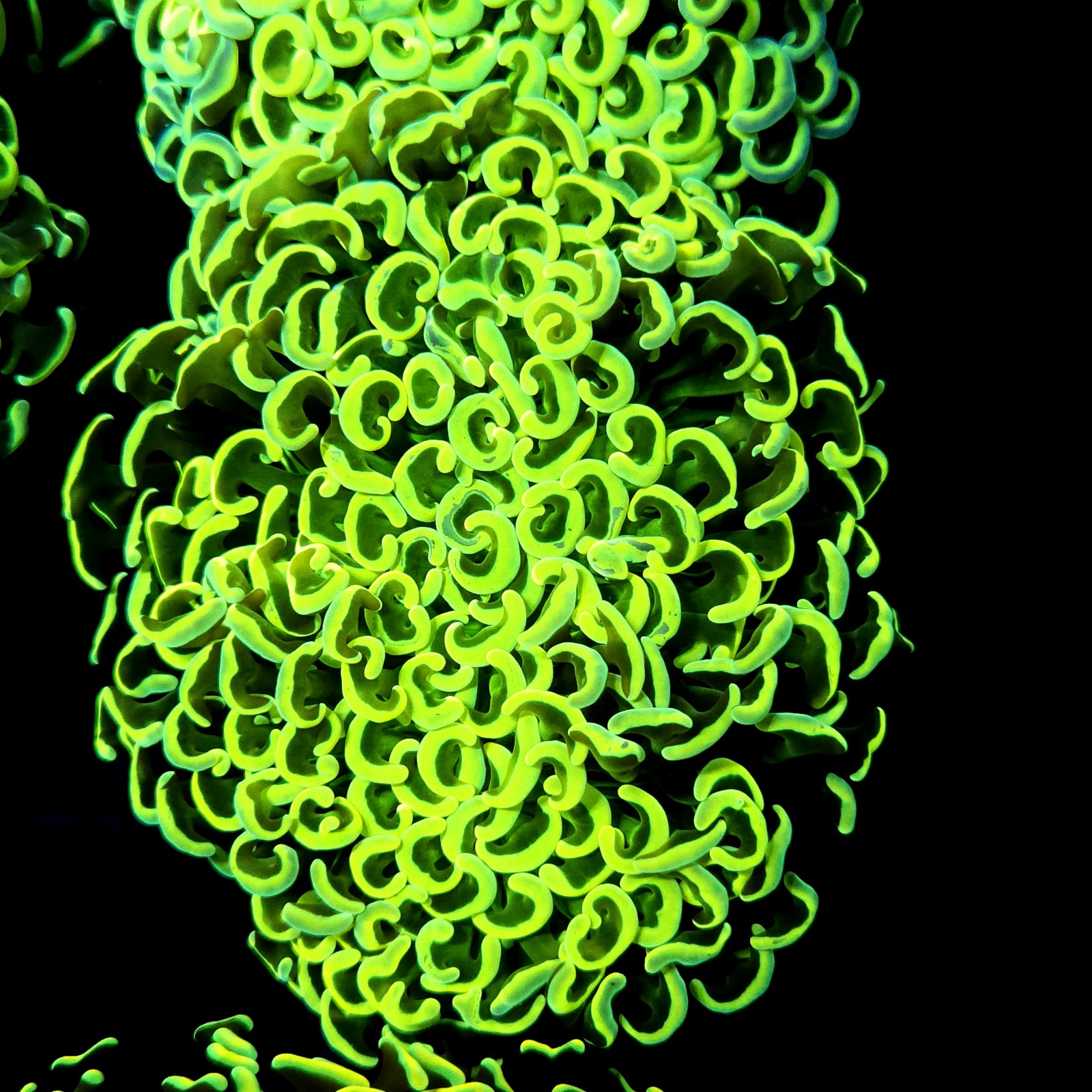 CC256 - Euphyllia paraancora
