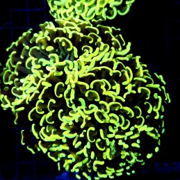 CC257 - Euphyllia paraancora