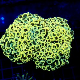 CC371 - Euphyllia paraancora