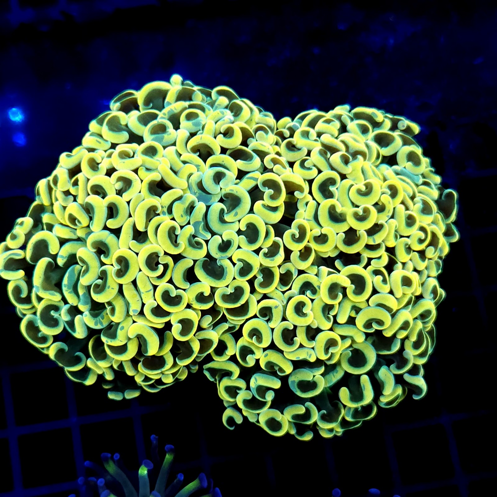 CC371 - Euphyllia paraancora