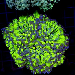 CC377 - Euphyllia paraancora
