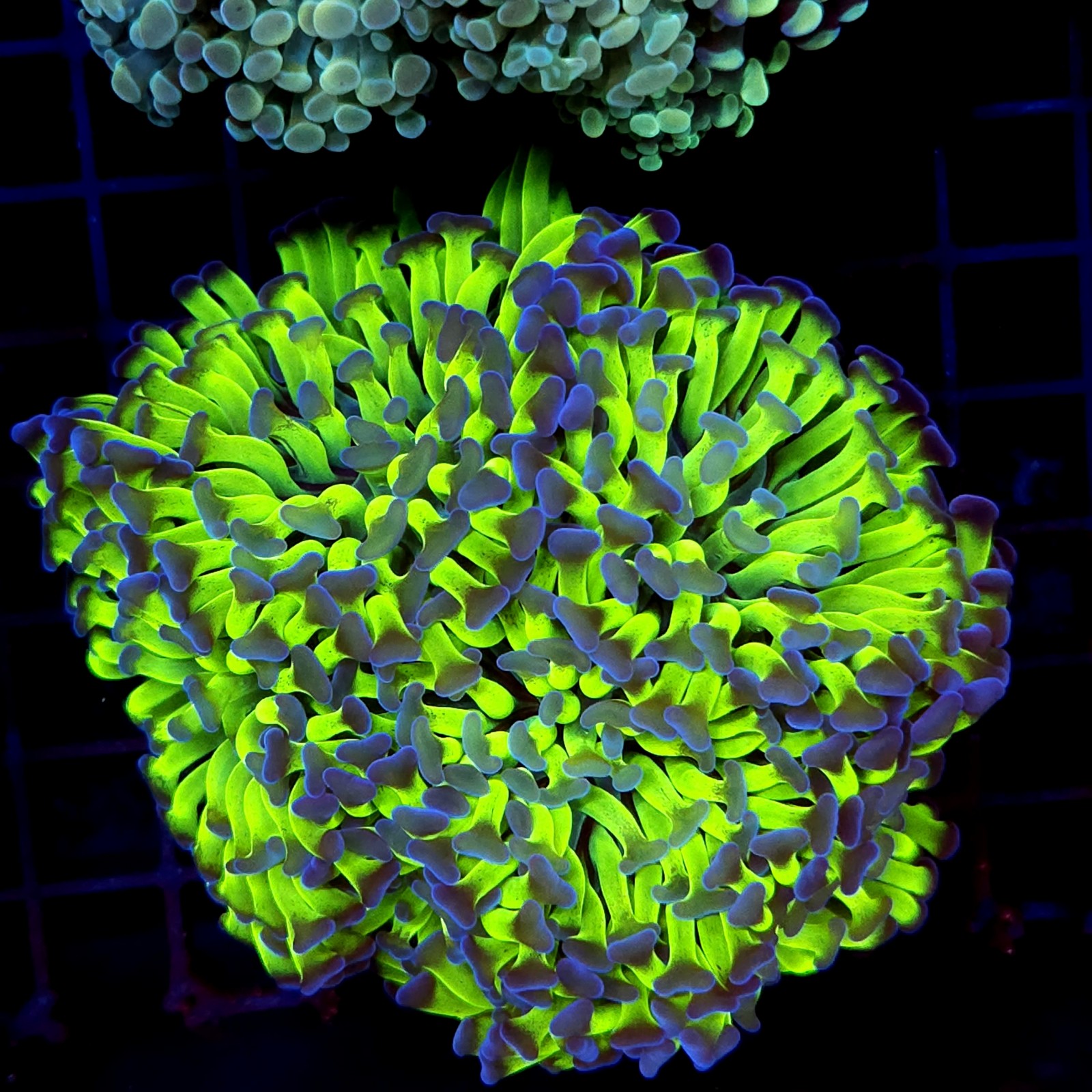 CC377 - Euphyllia paraancora