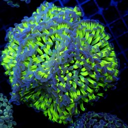 CC380 - Euphyllia paraancora