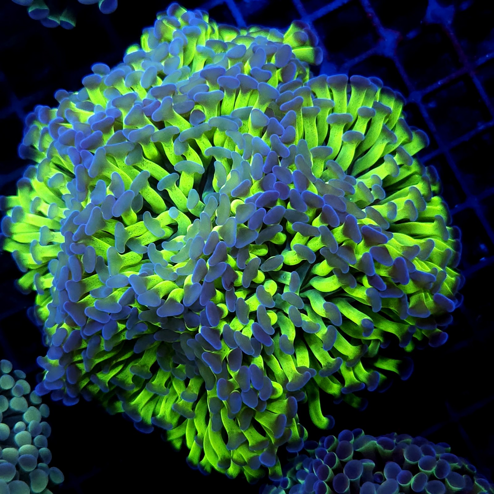 CC380 - Euphyllia paraancora