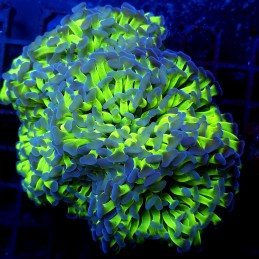 CC386 - Euphyllia paraancora