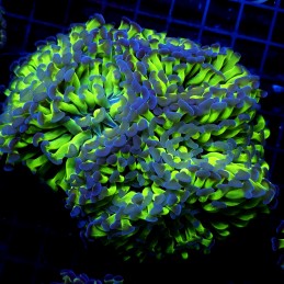 CC390 - Euphyllia paraancora