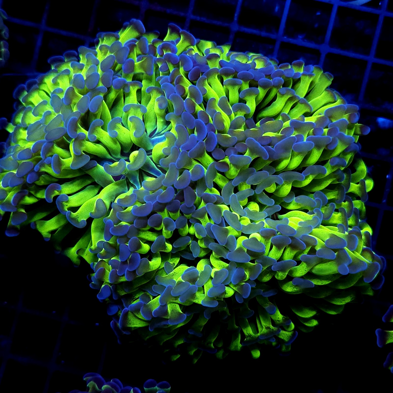 CC390 - Euphyllia paraancora