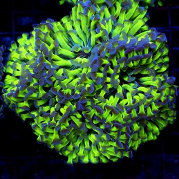 CC392 - Euphyllia paraancora