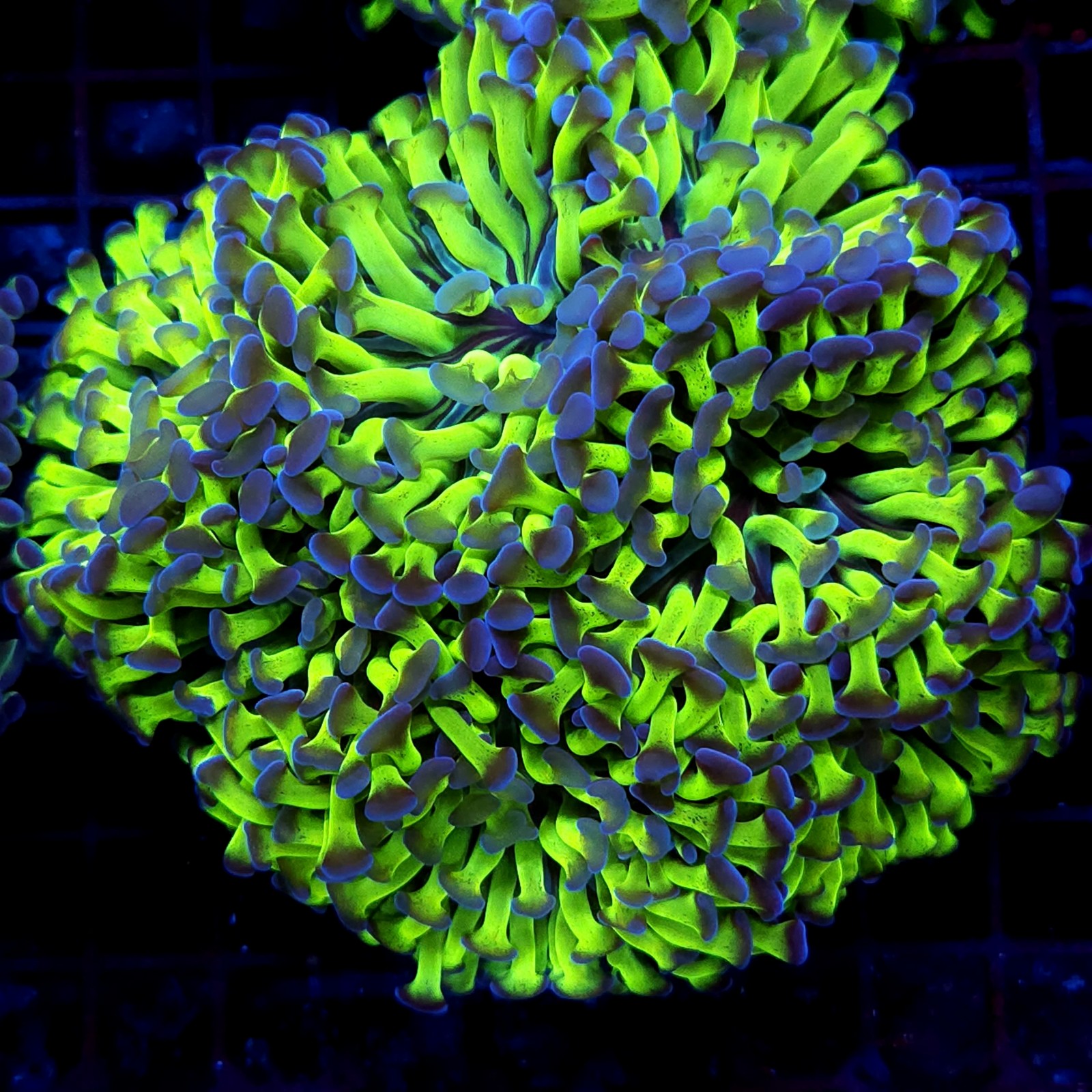 CC392 - Euphyllia paraancora