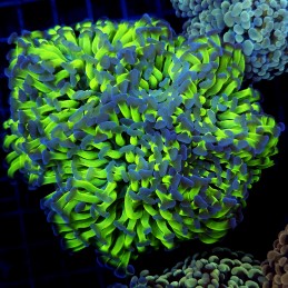 CC401 - Euphyllia paraancora