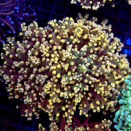 CC275 - Euphyllia paradivisa