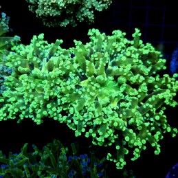 CC260 - Euphyllia paradivisa