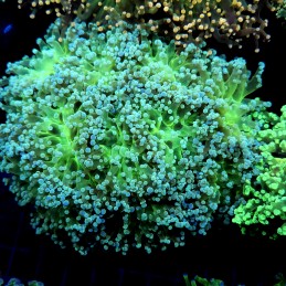 CC261 - Euphyllia paradivisa