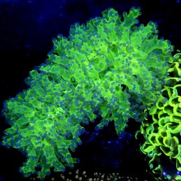 CC262 - Euphyllia paradivisa