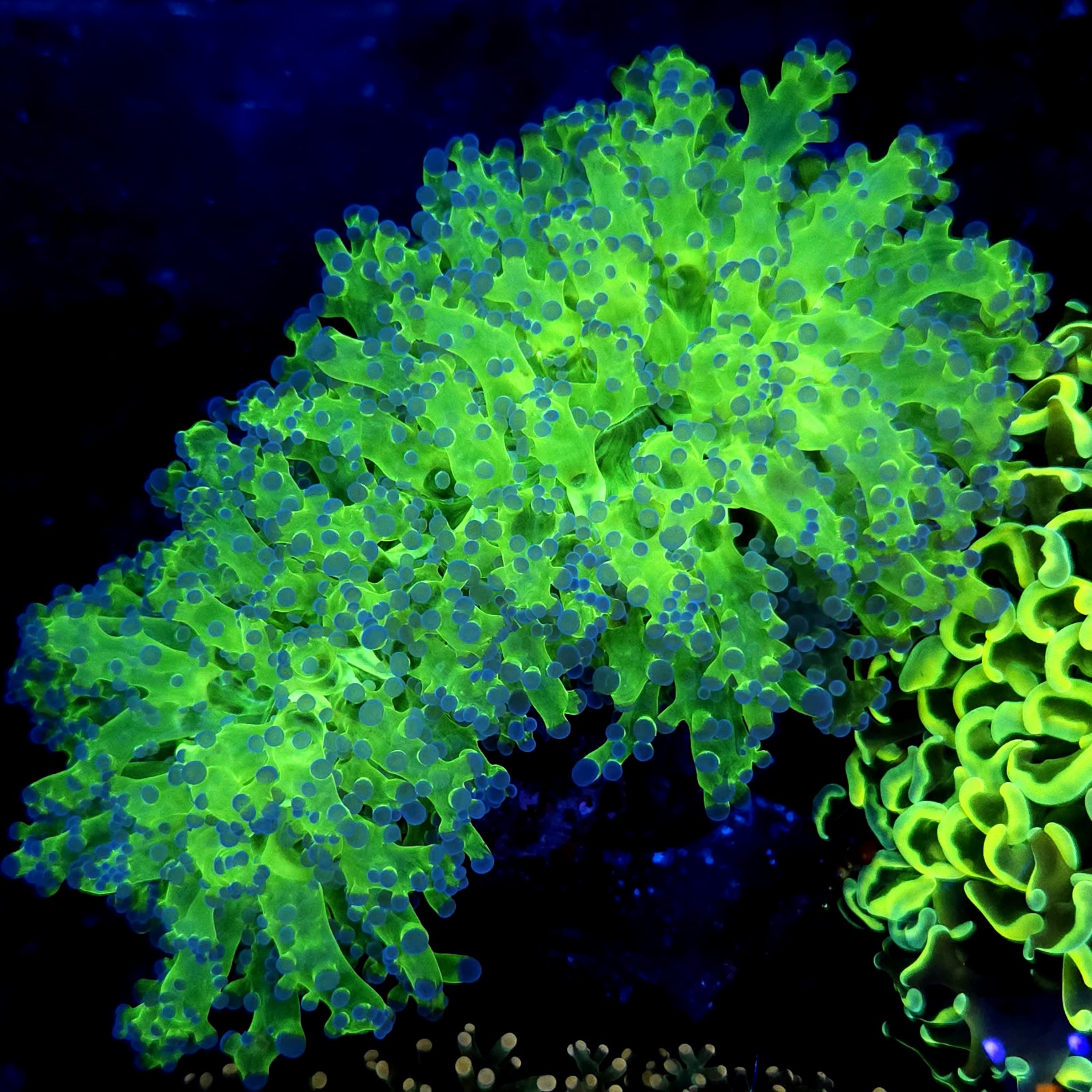 CC262 - Euphyllia paradivisa
