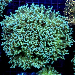CC265 - Euphyllia paradivisa