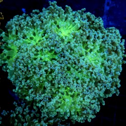 CC267 - Euphyllia paradivisa