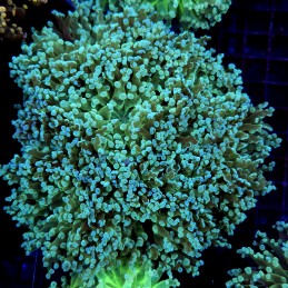 CC268 - Euphyllia paradivisa