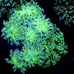 CC269 - Euphyllia paradivisa