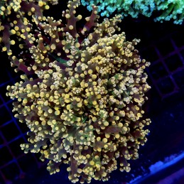 CC270 - Euphyllia paradivisa