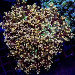 CC271 - Euphyllia paradivisa