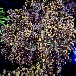 CC273 - Euphyllia paradivisa