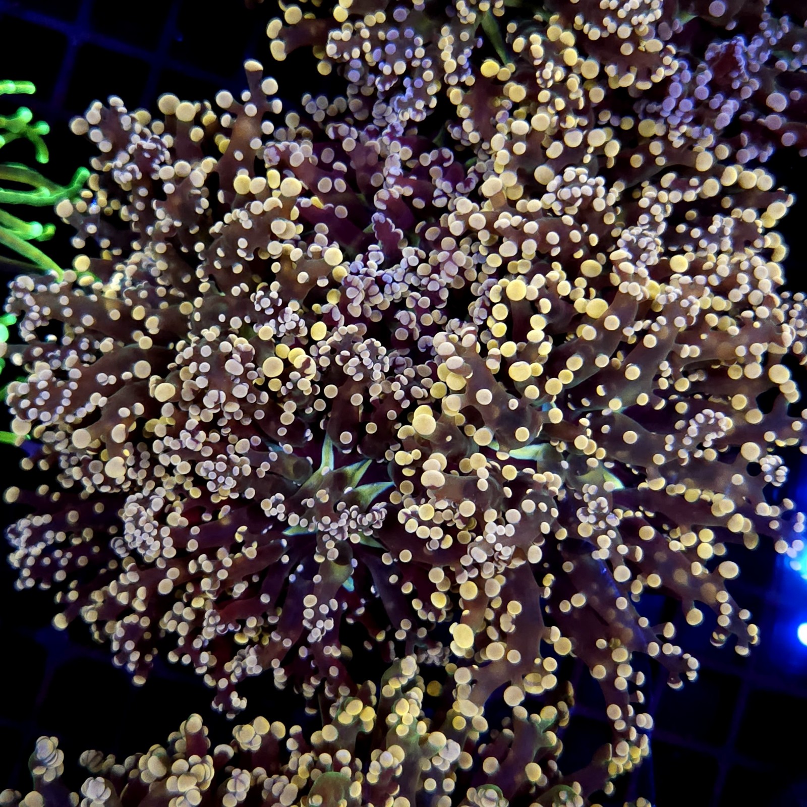 CC273 - Euphyllia paradivisa