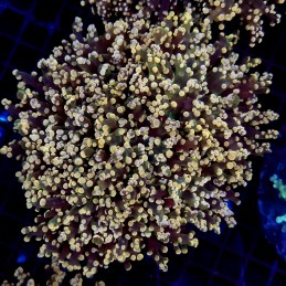 CC274 - Euphyllia paradivisa